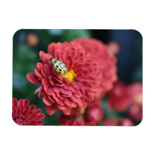 Fotografifilm med rött blommor, Beetle Insekt Kryp Magnet