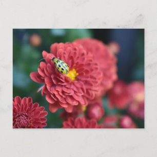 Fotografifilm med rött blommor, Beetle Insekt Kryp Vykort