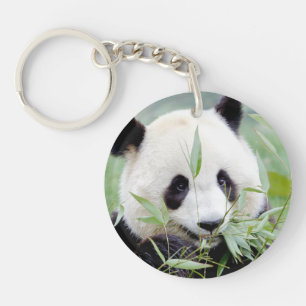 Fotografijättepanda 0061.