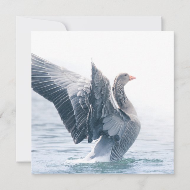 Fotografikkort för grekiska lag Goose Nature (Framsida)