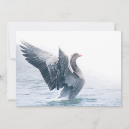 Fotografikkort för grekiska lag Goose Nature