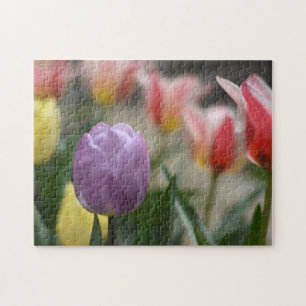Fotografikläder för tulippfestival, blommor pussel