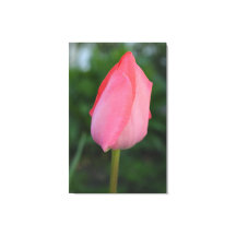 Fotografikonst av röd tulpanblomma från vår.