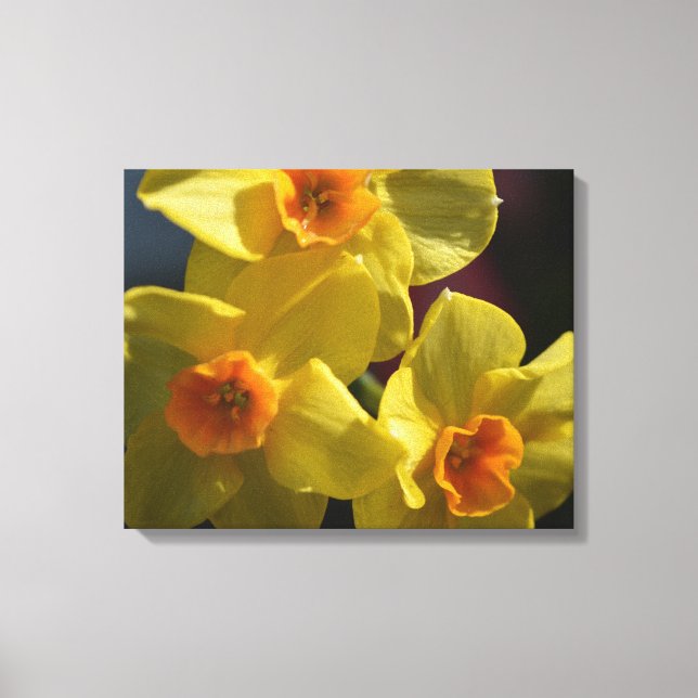 Fotografikonst av vår gult daffodil-blomman. canvastryck (Framsida)