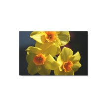 Fotografikonst av vår gult daffodil-blomman.