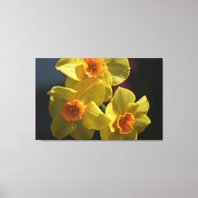 Fotografikonst av vår gult daffodil-blomman. canvastryck (Framsida)
