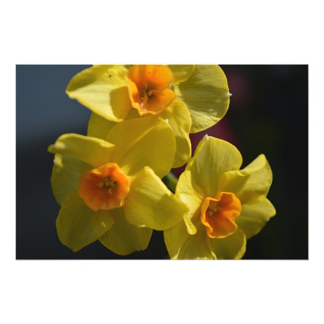 Fotografikonst av vår gult daffodil-blomman. fototryck (Framsidan)