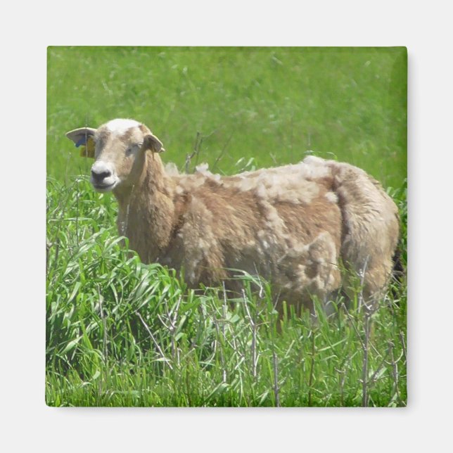Fotografimagnet för cute Sheep Magnet (Framsidan)