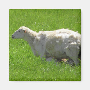 Fotografimagnet för matning av matningsfoto i Cute Magnet