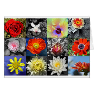 Fotografisamling för kärlek-blommor hälsningskort