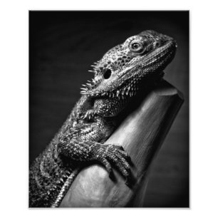 Fotografisk affisch för skäggig drake fototryck