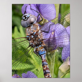 Fotografisk bild av blåögd trollslända poster