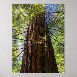 Fotografisk bild av Giant Douglas Fir Träd Poster