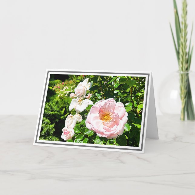 Fotografisk Blek Rosa ros med Grönt Foliage Kort (Framsida)