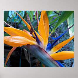 Fotografisk Blommigt för Tropical Crane Flower Poster