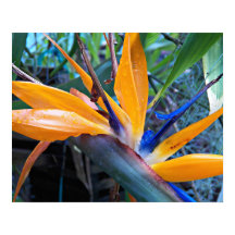 Fotografisk Blommigt för Tropical Crane Flower