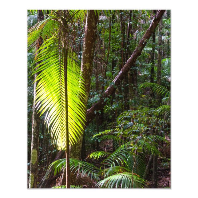 Fotografisk grönt Rinforest löv Australien Fototryck (Framsidan)