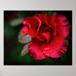 Fotografisk konst - Röd blomma i regnet. Poster