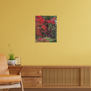 Fotografisk Löv av Giant Sequoia och Red Maple Poster
