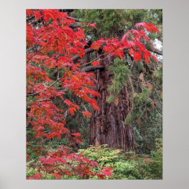 Fotografisk Löv av Giant Sequoia och Red Maple Poster