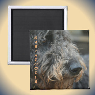 Fotografisk Shepadoodle Closeup Profile Hund aveln Magnet