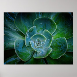 Fotografisk teckning - Evergreen Plant Poster
