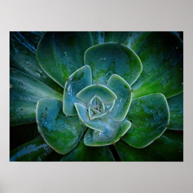 Fotografisk teckning - Evergreen Plant Poster (Framsidan)