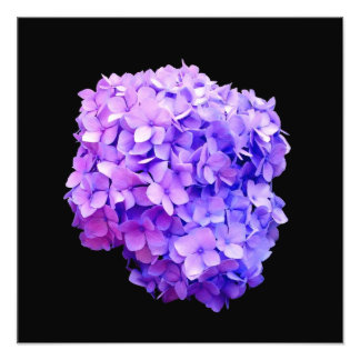 Fotografisk utskrift av 'Lila Hydrangea Bloom' Fototryck