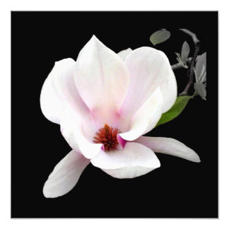 Fotografisk utskrift av "Magnolia in Bloom" Fototryck