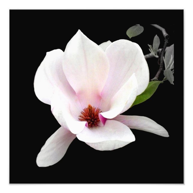Fotografisk utskrift av "Magnolia in Bloom" Fototryck (Framsidan)