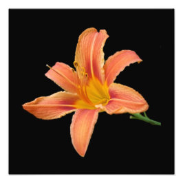 Fotografisk utskrift av "Tiger Lily" Fototryck