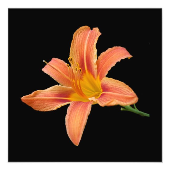 Fotografisk utskrift av "Tiger Lily" Fototryck (Framsidan)
