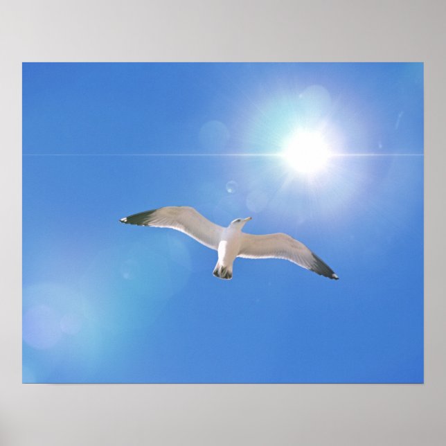 Fotografisk utskrift för Sea Gull Flied Sol Poster (Framsidan)