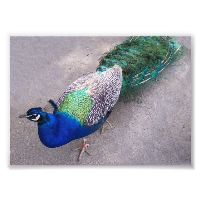 Fotografisk utskrift fototryck (Framsidan)