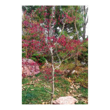 Fotografisk utskrift i rosa Flower Träd