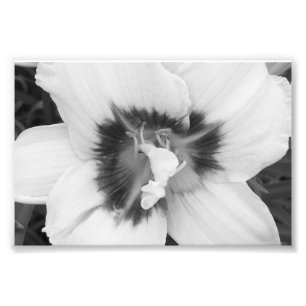 Fotografisk utskrift Lily Fototryck
