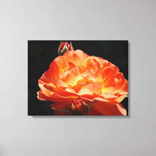 Fotografiska canvastryck Orange Rosor Blommor (Framsida)