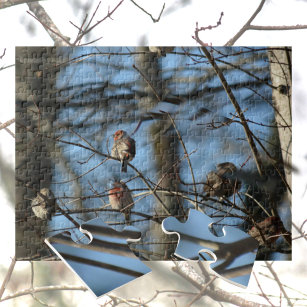 Fotografiska fåglar för husfink pussel