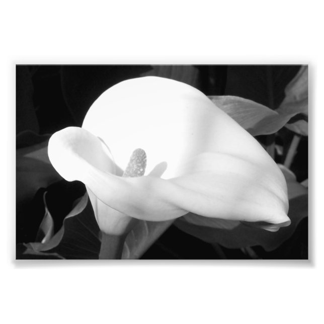 Fotografiskt tryck Cala Lily (Framsidan)