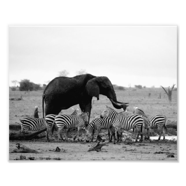 Fotografiskt tryck Elefant & Zebror (Framsidan)