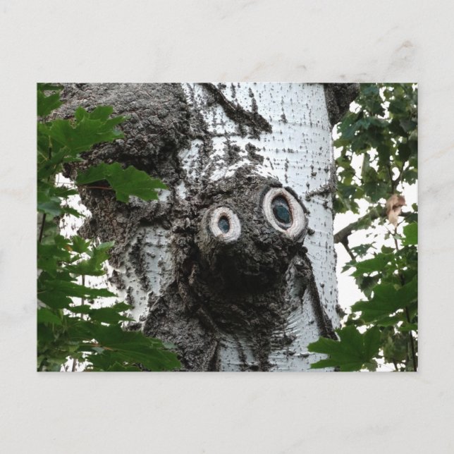 Fotografivykort för Birch Soul Träd Magic Ansikte Vykort (Framsida)