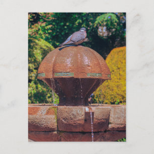 Fotografivykort för träduva Pigeon Fontän Vintage Vykort