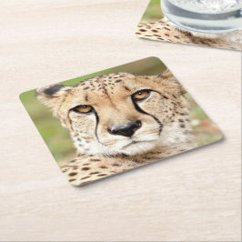 Fotoguepard, katt, djur underlägg papper kvadrat