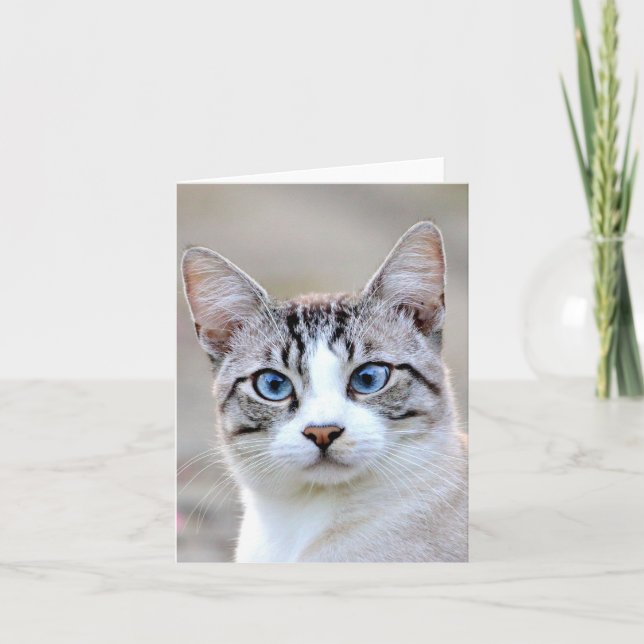 Fotokatt, husdjur, djur och kort (Framsida)