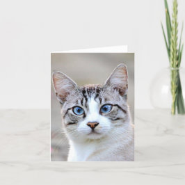 Fotokatt, husdjur, djur och kort
