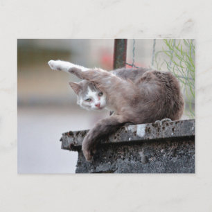 Fotokatt, sällskapsdjur, djur vykort