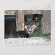 Fotokatt, sällskapsdjur, djur vykort