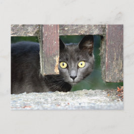Fotokatt, sällskapsdjur, djur vykort