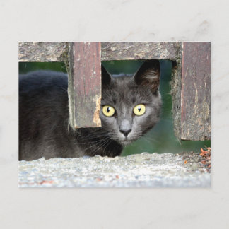 Fotokatt, sällskapsdjur, djur vykort