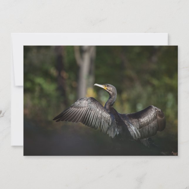 Fotokort av skarvtyp (Framsida)